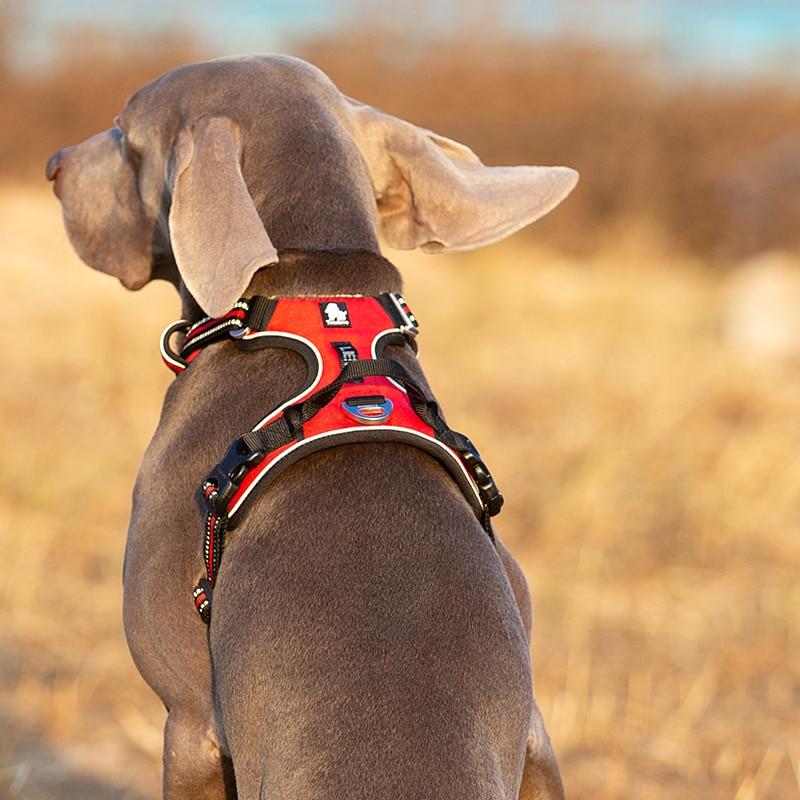 SafetyHarness™ - Harnais pour animal de compagnie - Pitoulove