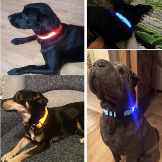 LedCollar™ - Collier à LED rechargeable pour chien - Pitoulove