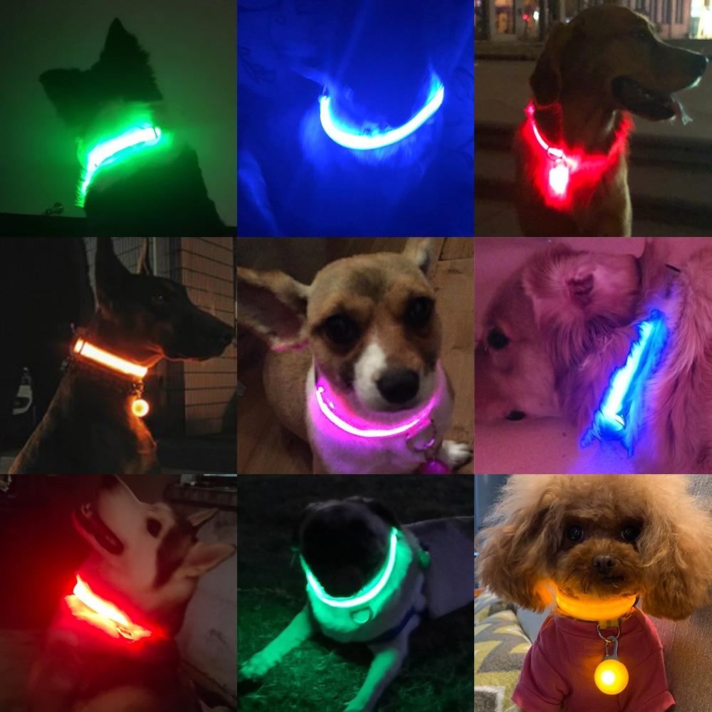 LedCollar™ - Collier à LED rechargeable pour chien - Pitoulove